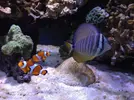 [TodoMarino.com] Mi acuario brilla hoy de forma especial