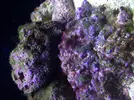 [TodoMarino.com] Nano 30 litros
