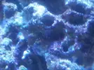 [TodoMarino.com] identificacion y que hacer