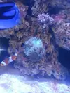 [TodoMarino.com] Presento mi 1000l