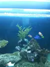 [TodoMarino.com] Planta
