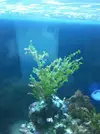 [TodoMarino.com] Planta