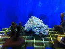 [TodoMarino.com] En Abril peces, corales, mil