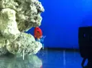 [TodoMarino.com] En Abril peces, corales, mil