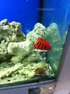 [TodoMarino.com] En Abril peces, corales, mil