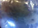 [TodoMarino.com] En Abril peces, corales, mil