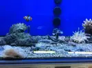[TodoMarino.com] En Abril peces, corales, mil