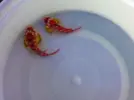 [TodoMarino.com] En Abril peces, corales, mil