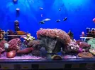 [TodoMarino.com] En Abril peces, corales, mil