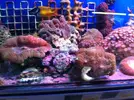 [TodoMarino.com] En Abril peces, corales, mil