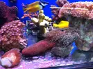 [TodoMarino.com] En Abril peces, corales, mil