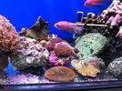 [TodoMarino.com] En Abril peces, corales, mil