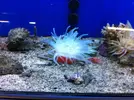 [TodoMarino.com] En Abril peces, corales, mil