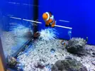 [TodoMarino.com] En Abril peces, corales, mil