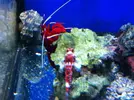 [TodoMarino.com] En Abril peces, corales, mil