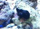 [TodoMarino.com] En Abril peces, corales, mil
