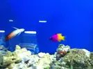 [TodoMarino.com] En Abril peces, corales, mil