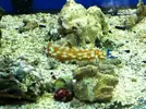[TodoMarino.com] En Abril peces, corales, mil