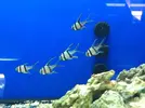 [TodoMarino.com] En Abril peces, corales, mil