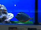 [TodoMarino.com] En Abril peces, corales, mil
