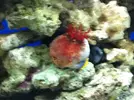 [TodoMarino.com] En Abril peces, corales, mil