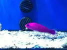 [TodoMarino.com] En Abril peces, corales, mil