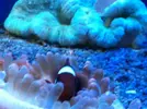 [TodoMarino.com] En Abril peces, corales, mil