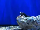 [TodoMarino.com] En Abril peces, corales, mil