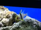 [TodoMarino.com] En Abril peces, corales, mil