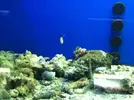 [TodoMarino.com] En Abril peces, corales, mil