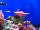 [TodoMarino.com] En Abril peces, corales, mil