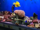 [TodoMarino.com] En Abril peces, corales, mil