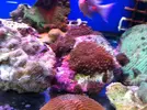 [TodoMarino.com] En Abril peces, corales, mil