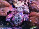 [TodoMarino.com] En Abril peces, corales, mil