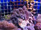 [TodoMarino.com] En Abril peces, corales, mil