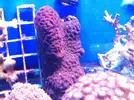[TodoMarino.com] En Abril peces, corales, mil