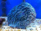 [TodoMarino.com] En Abril peces, corales, mil