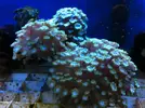 [TodoMarino.com] En Abril peces, corales, mil
