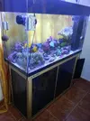 [TodoMarino.com] ayuda con sustrato para cambiar de un acuario a otro todo !!!