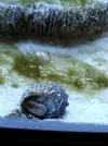 [TodoMarino.com] Acuario de Stromdc, otro más con el sera marin 130