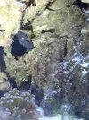 [TodoMarino.com] Acuario de Stromdc, otro más con el sera marin 130