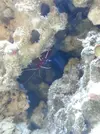 [TodoMarino.com] Acuario de Stromdc, otro más con el sera marin 130
