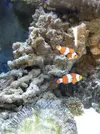 [TodoMarino.com] Acuario de Stromdc, otro más con el sera marin 130