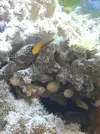 [TodoMarino.com] Acuario de Stromdc, otro más con el sera marin 130