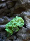[TodoMarino.com] Acuario de Stromdc, otro más con el sera marin 130