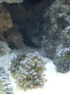 [TodoMarino.com] Acuario de Stromdc, otro más con el sera marin 130