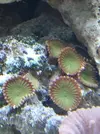 [TodoMarino.com] Acuario de Stromdc, otro más con el sera marin 130