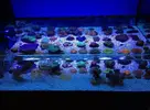 [TodoMarino.com] Estrenamos nuevo coralero en CR Alicante