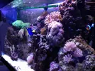 [TodoMarino.com] Storm Reef- EVOLUCION!!!