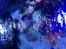 [TodoMarino.com] Storm Reef- EVOLUCION!!!